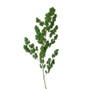 Asparagus Retrofractus