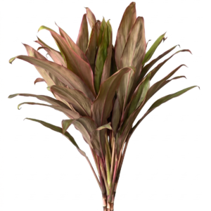 Cordyline Roja (Hojarasca)