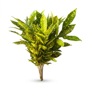 Croton 'Aucubifolium'