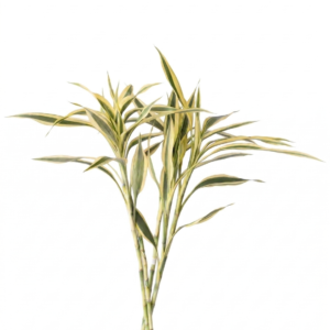 Dracaena Sanderiana Variegata