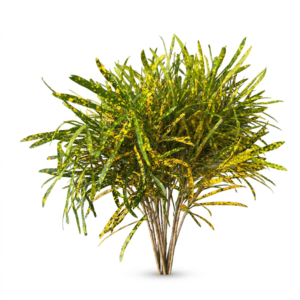 Croton 'Gold Dust'