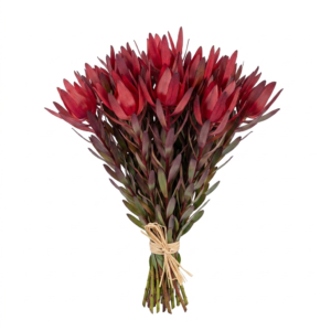 Leucadendron