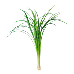 Lily Grass