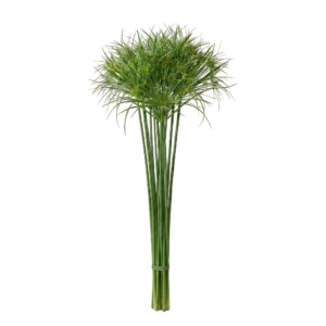Papiro